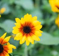 SOL SEEKER™ Golden Nectar - Danziger