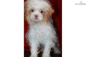 Shih Poo Shihpoo Puppy For Sale Near Tulsa Oklahoma Db2061ff 1831 Shih Poo Puppies Puppies For Sale