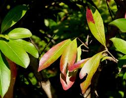 Image result for Combretum kraussii