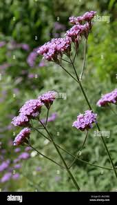 Image result for Verbenaceae