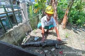 Penampung lidah buaya di sumatera utara : Dua Ekor Buaya Muara Masih Berkeliaran Di Pantai Gunungsitoli Antara News