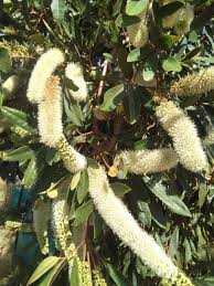 Image result for Cunonia capensis