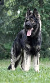 The agouti gene has several the best way to ensure that your sable german shepherd puppy has a winning personality and a. Cuban Link Dog Chain Custom Dog Chain Handmade Dog Collar Etsy In 2021 Silver Sable German Shepherd Sable German Shepherd Shepherd Puppies