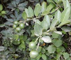 Image result for Capparis citrifolia