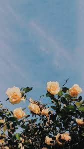 Available for hd, 4k, 5k pc, mac, desktop and mobile phones. Pinterest Limas Diary Fruhlingblumen Spring Background Fruhling Hinter Backgroun Aesthetic Iphone Wallpaper Flower Aesthetic Summer Wallpaper