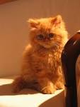 Orange Persian Cat - PoC