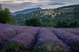 46 496 french background stock video clips in 4k and hd for creative projects. Lavender With The French Village Aurel In The Background France