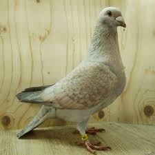 Image result for Dove Gray 1983 Hussmann