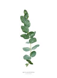 Image result for Eucalyptus