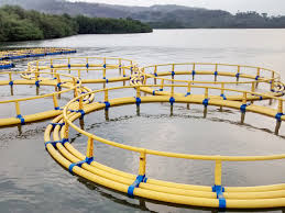 Kja Lepas Pantai Ala Presiden Jokowi Menteri Kkp Susi Pudjiastuti Pengadaannya Singkirkan Produk Dalam Negeri Edupublik Jabar