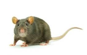 Check spelling or type a new query. How Far Will Rats Roam Colonial Pest Control