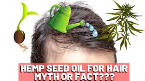 To use hemp oil as a conditioner, apply it to freshly washed hair and leave it in for moisturization and shine. Hemp Seed Oil Hair Growth Myth Or Fact Youtube