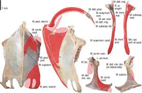 By lack of ligaments, the joint delegates the function of stability fully to the muscles that attach the scapula to the thorax. Wing Musculature Reconstruction In Extinct Flightless Auks Pinguinus And Mancalla Reveals Incomplete Convergence With Penguins Spheniscidae Due To Differing Ancestral States Biorxiv