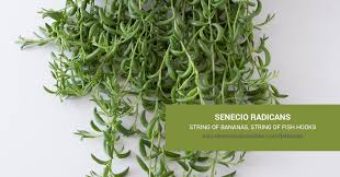 Image result for Senecio