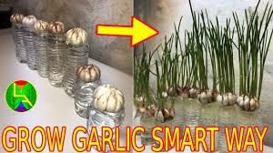 The risk is you cannot plant the garlic back if you harvest it too early. How To Grow Garlic Indoor Quickly Youtube