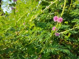 Image result for Mimosa diplotricha