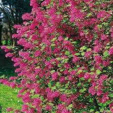 Die Blutjohannisbeere Ist Eine Der Beliebtesten Straucher In Den Heimischen Garten Nicht Nur Weil Sie S Garten Schluter Straucher Garten Gemuseanbau In Kubeln