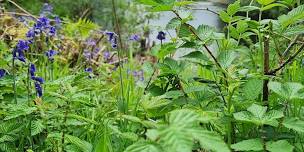 Foraging Walk - Summer