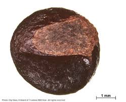 Image result for Sericanthe suffruticosa