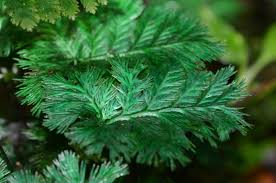 Image result for Trichomanes