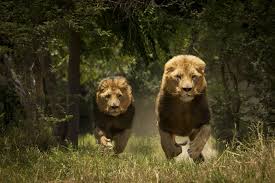 A los pocos días de haber llegado a tsavo, en marzo de 1898, patterson tuvo noticias de la misteriosa desaparición de varios de sus hombres. Los Leones Del Tsavo Lion Pictures Animals Like A Lion