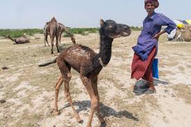 Image result for camel