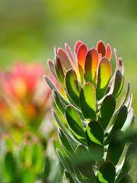 Free Image On Pixabay Red Pagoda Protea Flowers Nature Organic Horticulture Square Foot Gardening Garden Mats