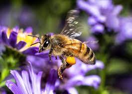 Back To The Hive A Honey Bee Heavy With Nectar From Autumn Blooming Asters Bee Wildlife Animals