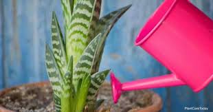It now looks better than ever and very green. Tips On When And How Often To Water Aloe Plants