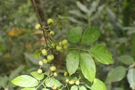 Image result for Cayratia gracilis