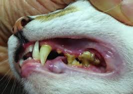 Maybe you would like to learn more about one of these? How To Brush A Cats Teeth Teethwalls