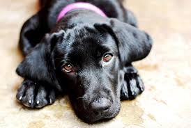 Labrador Retriever Caractere Origine Prix Education Et Conseils Formation De Chiot Dressage Chien Astuces D Education Canine