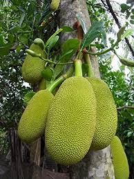 Fill your cart with color today! Amazon Com Artocarpus Heterophyllus Jackfruit Exotic World Largest Fruit 3 Seeds Garden Outdoor