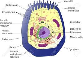 Mitochondria are commonly called the power house of the cell. Solved A Draw The General Diagram Of An Animal Cell And Label Self Study 365