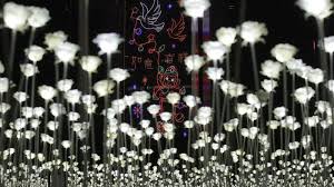 Dalam bahasa inggris bunga ini dinamakan dengan nama flamingo lily dengan nama. Yuk Intip Indahnya 25 000 Bunga Mawar Putih Led Menghiasi Taman Kota Di Mana Tuh Tribun Kaltim