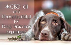 cbd oil and phenobarbital for dog seizures explained