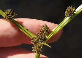 Image result for Cyperus difformis