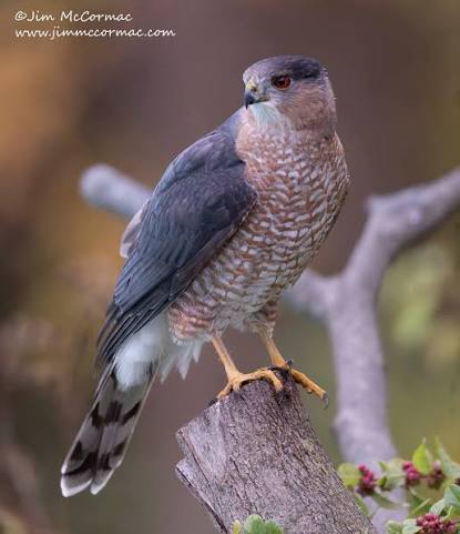 Ohio Birds and Biodiversity: Cooper's Hawk