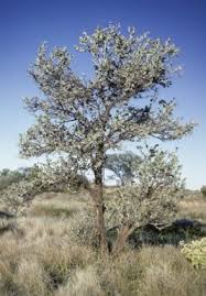 Image result for Equilabium pulcherissimum