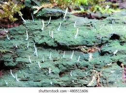 Image result for Multiclavula mucida