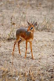 Dik Dik Wikipedia The Free Encyclopedia Dik Dik Cute Animals Baby Animals