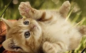 You can cancel your email alerts at any time. Free Download Playful Kitten Kittens Wallpaper 16155935 1280x800 For Your Desktop Mobile Tablet Explore 50 Kittens Wallpapers Cute Kitten Wallpaper Kitten Wallpapers Free Download Black Kitten Wallpaper