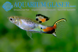 Image result for Aneilema spekei