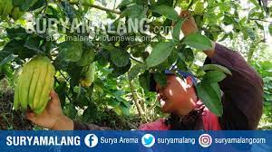 Sarcodactylis ini memang terdengar kurang familiar dan unik namanya. Uniknya Jeruk Jari Budha Di Kota Batu Dipercayakan Bisa Sembuhkan Penyakit Surya Malang