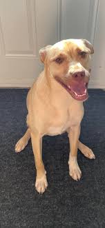 Lost dog found in K-TOWN area, seeking owner