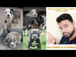 Shikaari k9 one of the indian kennels who are breeding sporting. Cheap Price American Pitbull Puppies Available In Delhi India 9711696640 Youtube