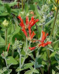 Image result for Dicliptera sp. C