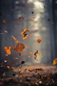 Falling green leaves gif transparent. Falling Leaves Gifs Get The Best Gif On Gifer