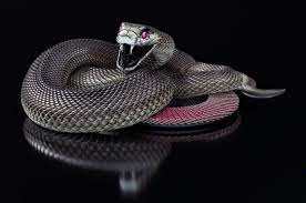 The World S Most Venomous Snakes Black Mamba The Black Mamba Dendroaspis Polylepis Is A Venomous Snake Ende Snake Wallpaper Black Mamba Snake Black Mamba