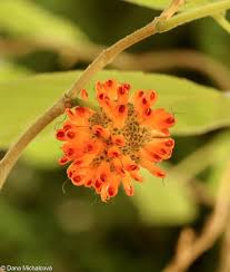 Image result for Broussonetia